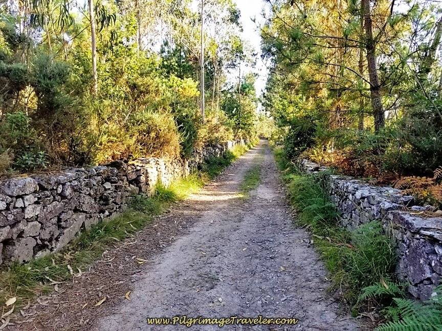 Soon Walls Line the Forest Road