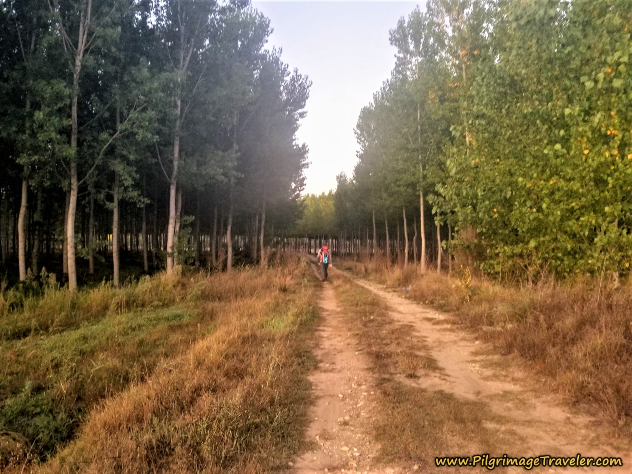 Walking Through Cultivated Forests
