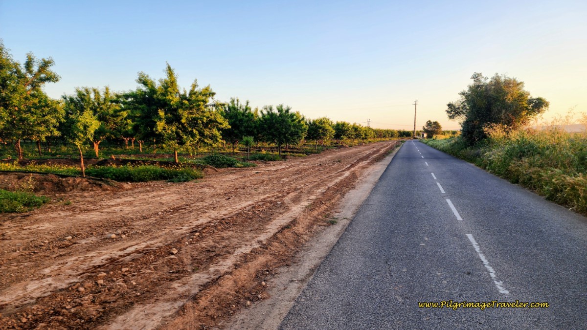 Cultivated Trees Along the CM1183
