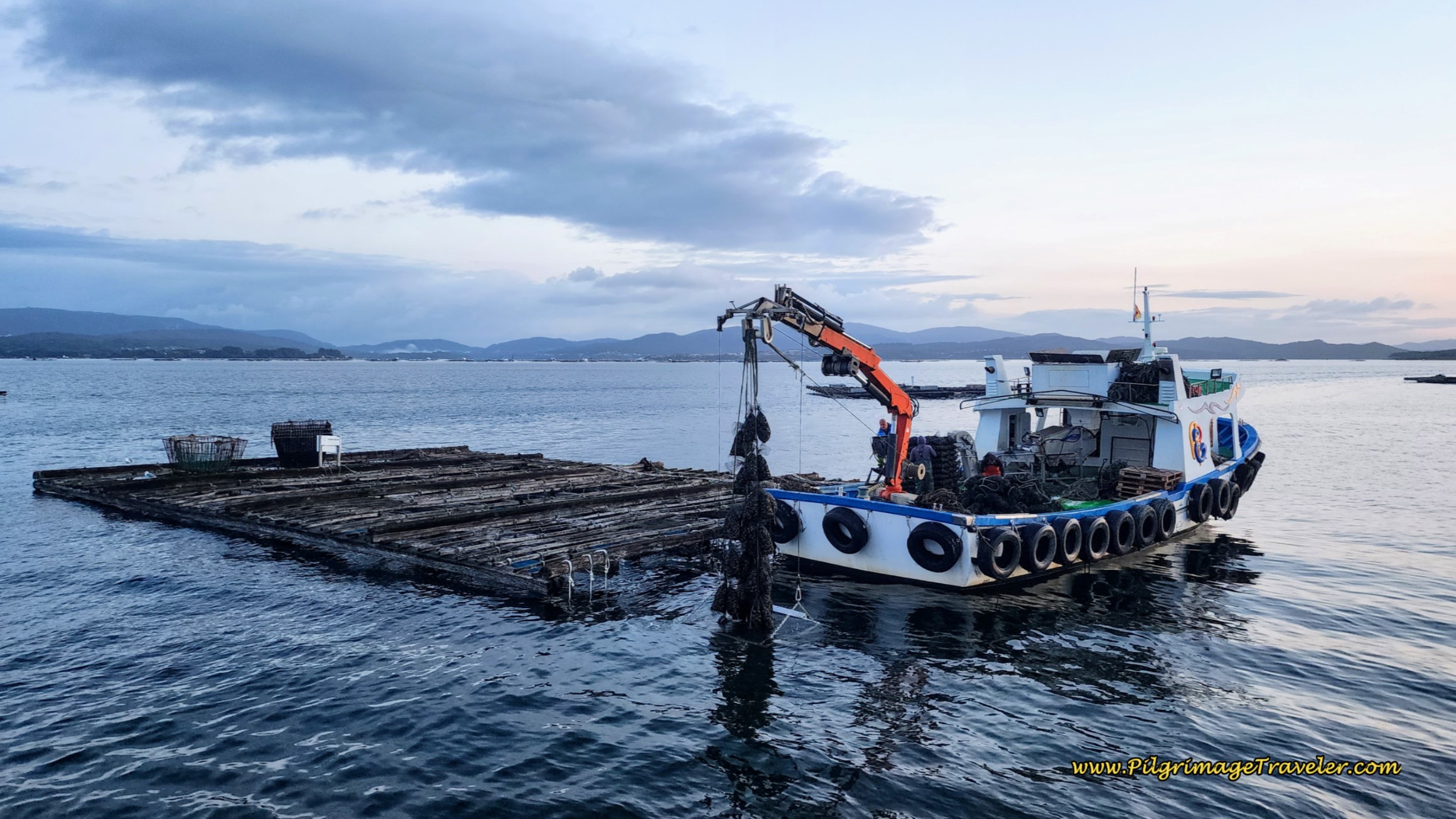 Harvesting the Mussels