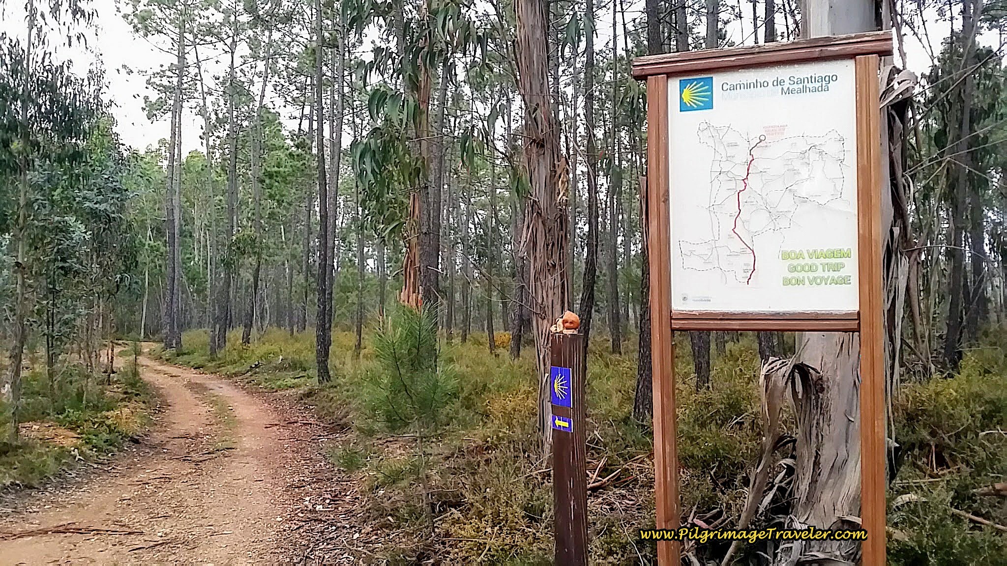 Turn Left into the Eucalyptus Forest