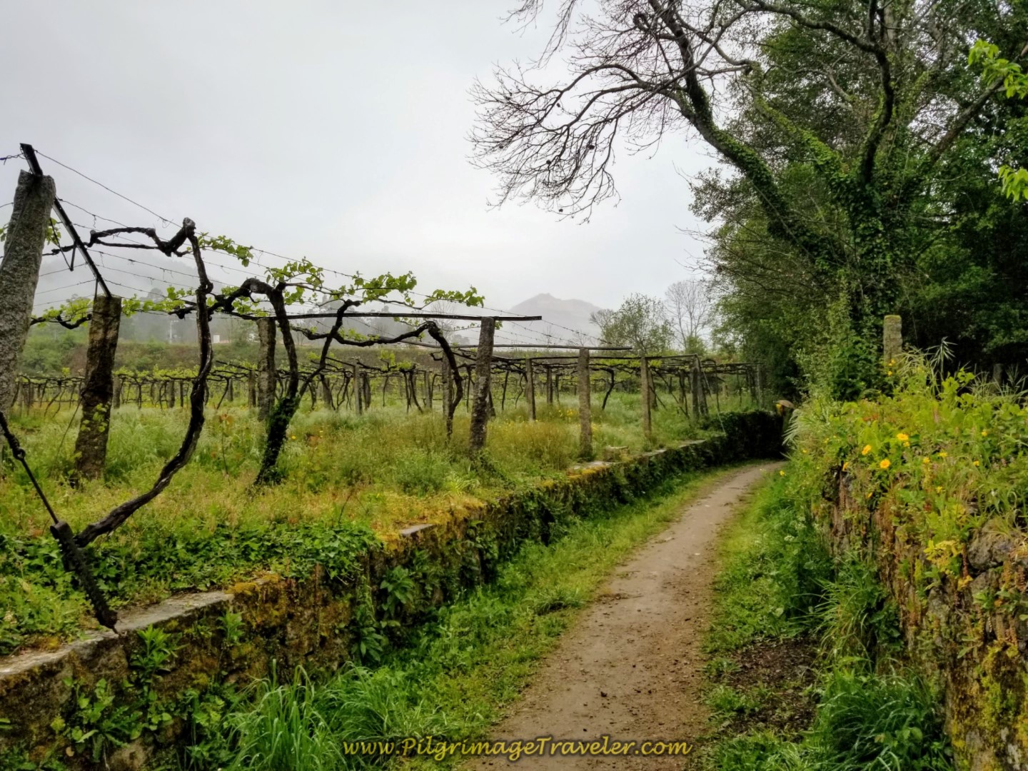 Turn Onto Soggy Path on day eighteen on the Central Route of the Portuguese Camino