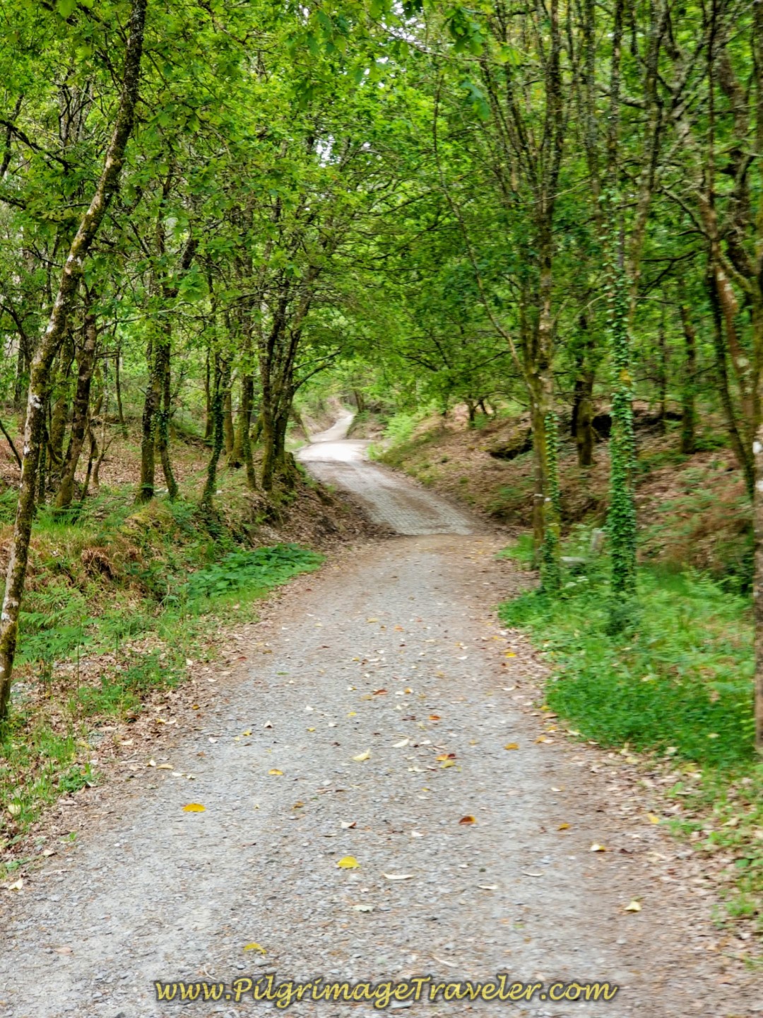 Entering Third Forest Pathway System on day one of the Camino Fisterra