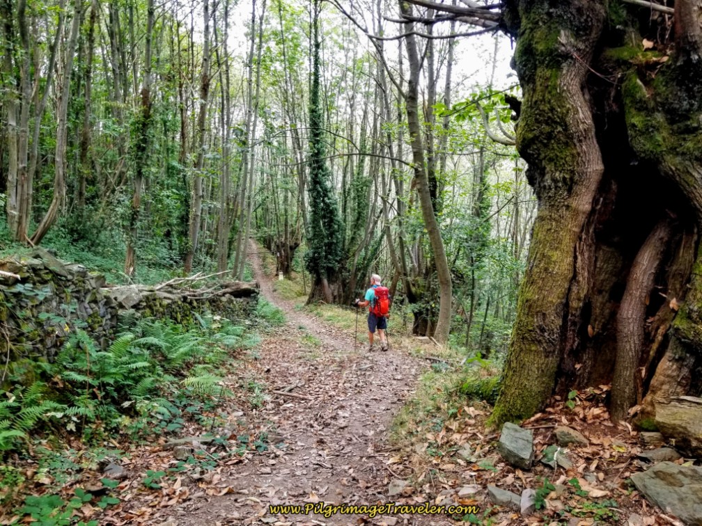 Pass Through Glorious Old Trees