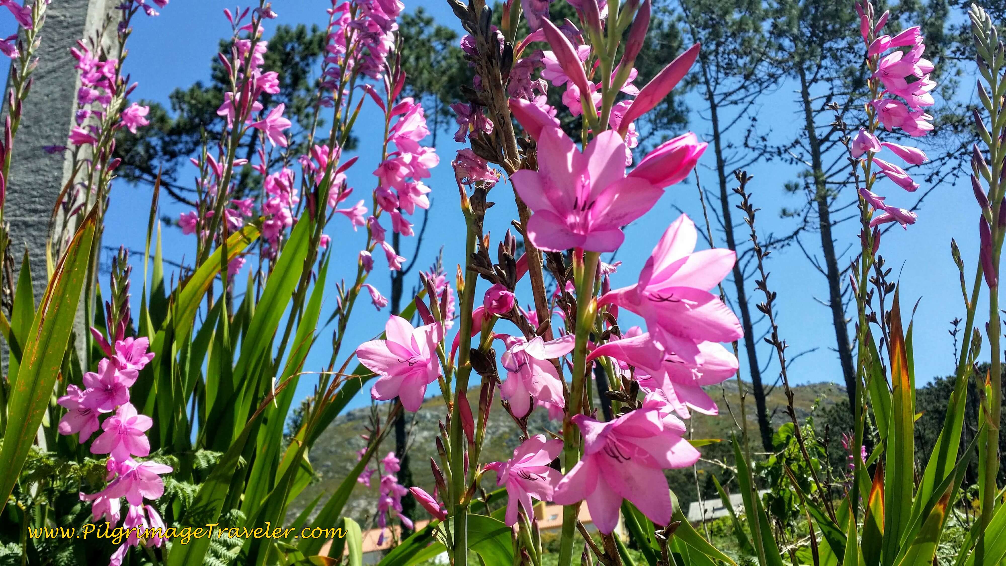 Spring Coastal Blooms on Day Nineteen of the Camino Portugués