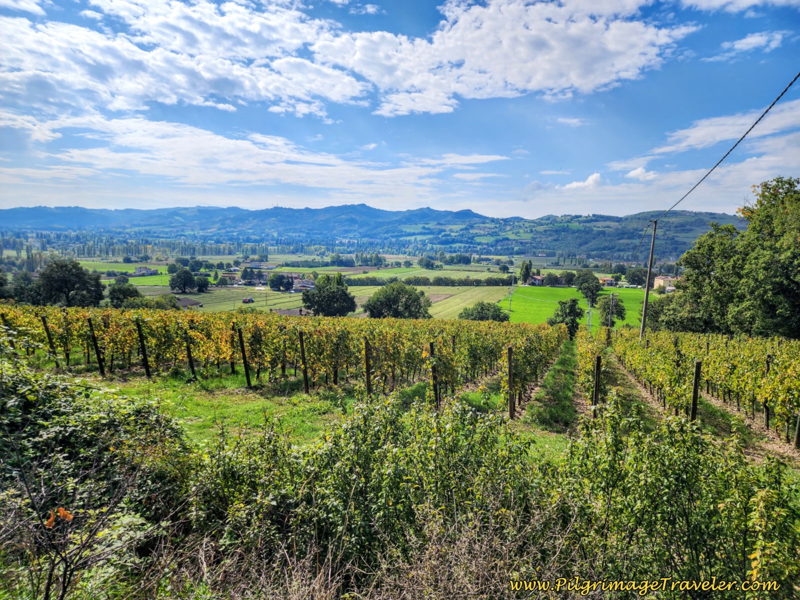 Vineyards Enroute to Monteleto, day seven on the Way of St. Francis, from Pietralunga to Gubbio