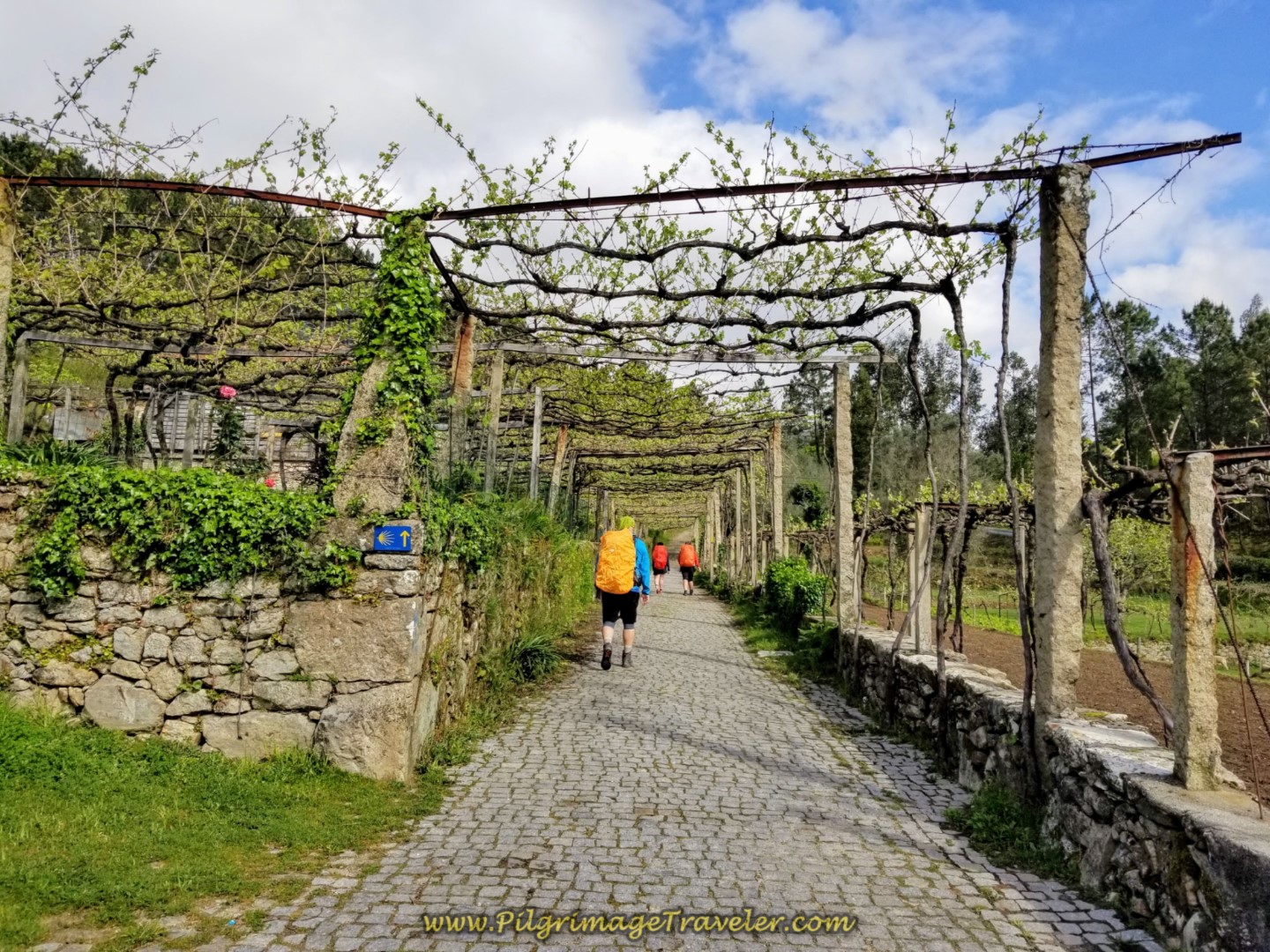 Michal Walks Through Arbors on Cobblestone on day eighteen on the Central Route of the Portuguese Camino