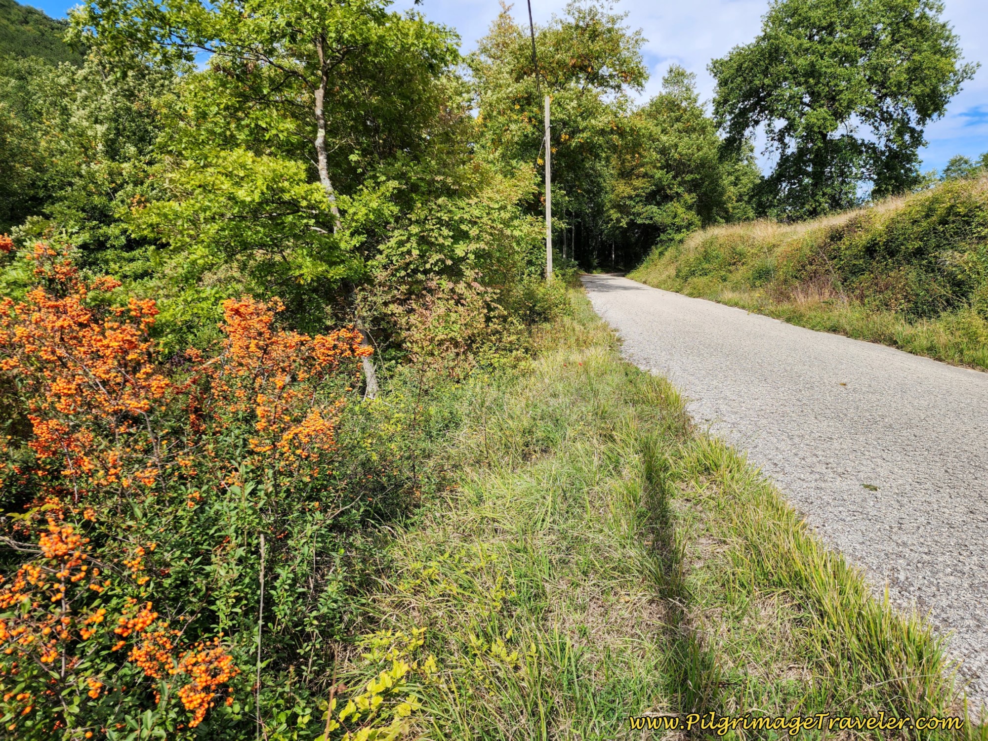 Fall Berries Line the Way of St. Francis from Città di Castello to Pietralunga