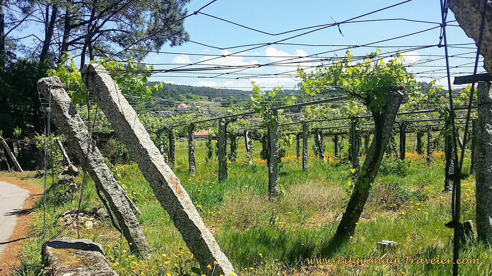 Walking by Endless Vineyards on day twenty-three, Camino Portugués