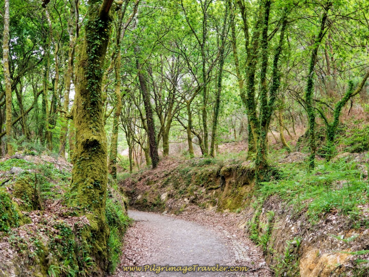Enchanted Forest in the Spring on day one of the Camino Fisterra