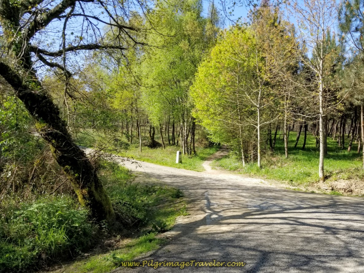 Right Turn on Shaded Path on day seven of the English Way