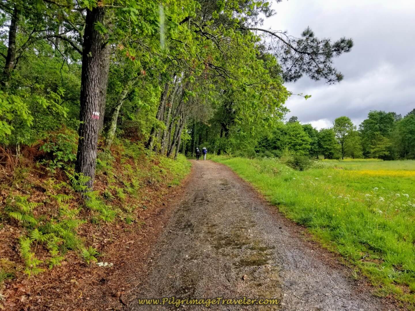 Verdant Country Lane Continues on day twenty on the central route of the Portuguese Camino