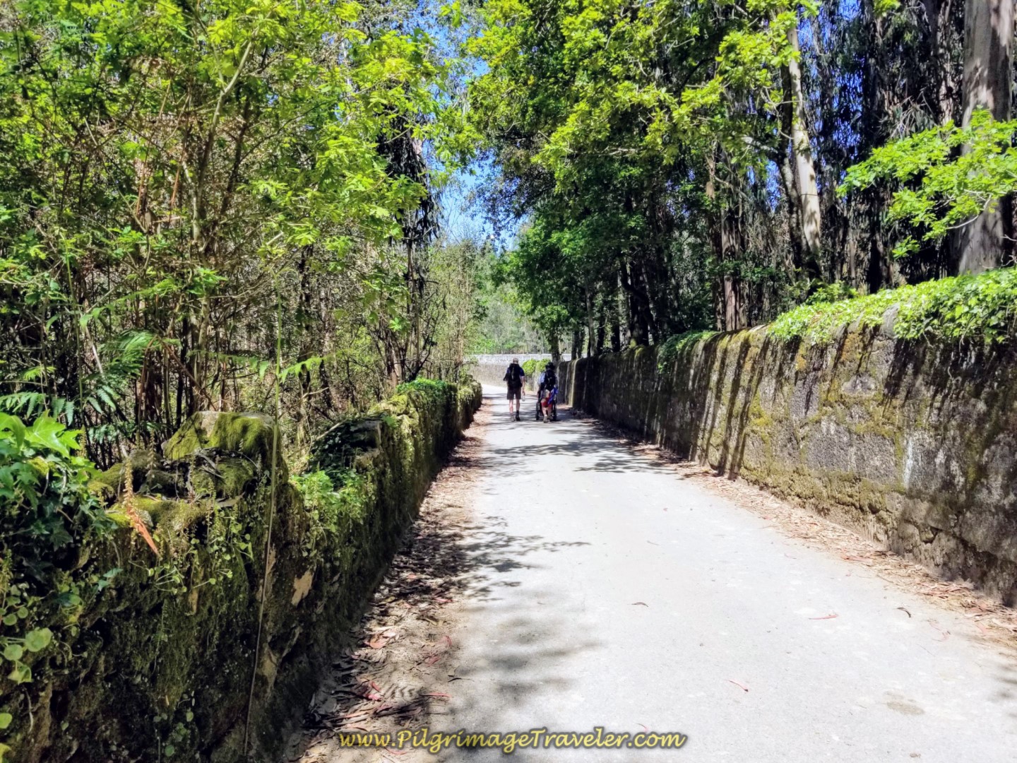 The Lovely, High-Walled Rua de Ferrado on day sixteen on the Central Route of the Portuguese Way