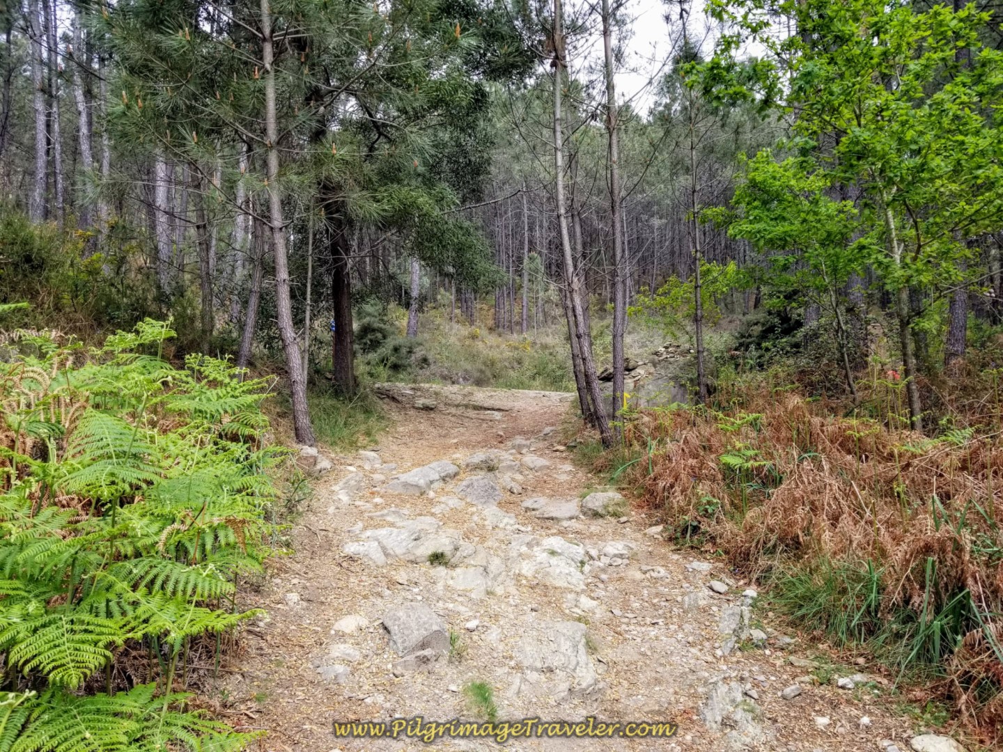 Joining the Via Romana, the ancient Roman road on the climb to the top, the Alto da Portela Grande de Labruja,  on day eighteen on the Central Route of the Portuguese Camino.