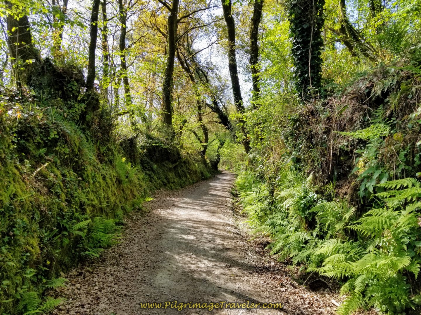 Entering a Lush and Verdant Forest on day seven of the English Way