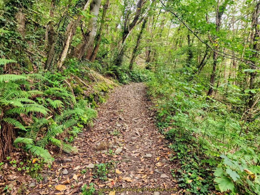 Return to Forest Road After Ermita