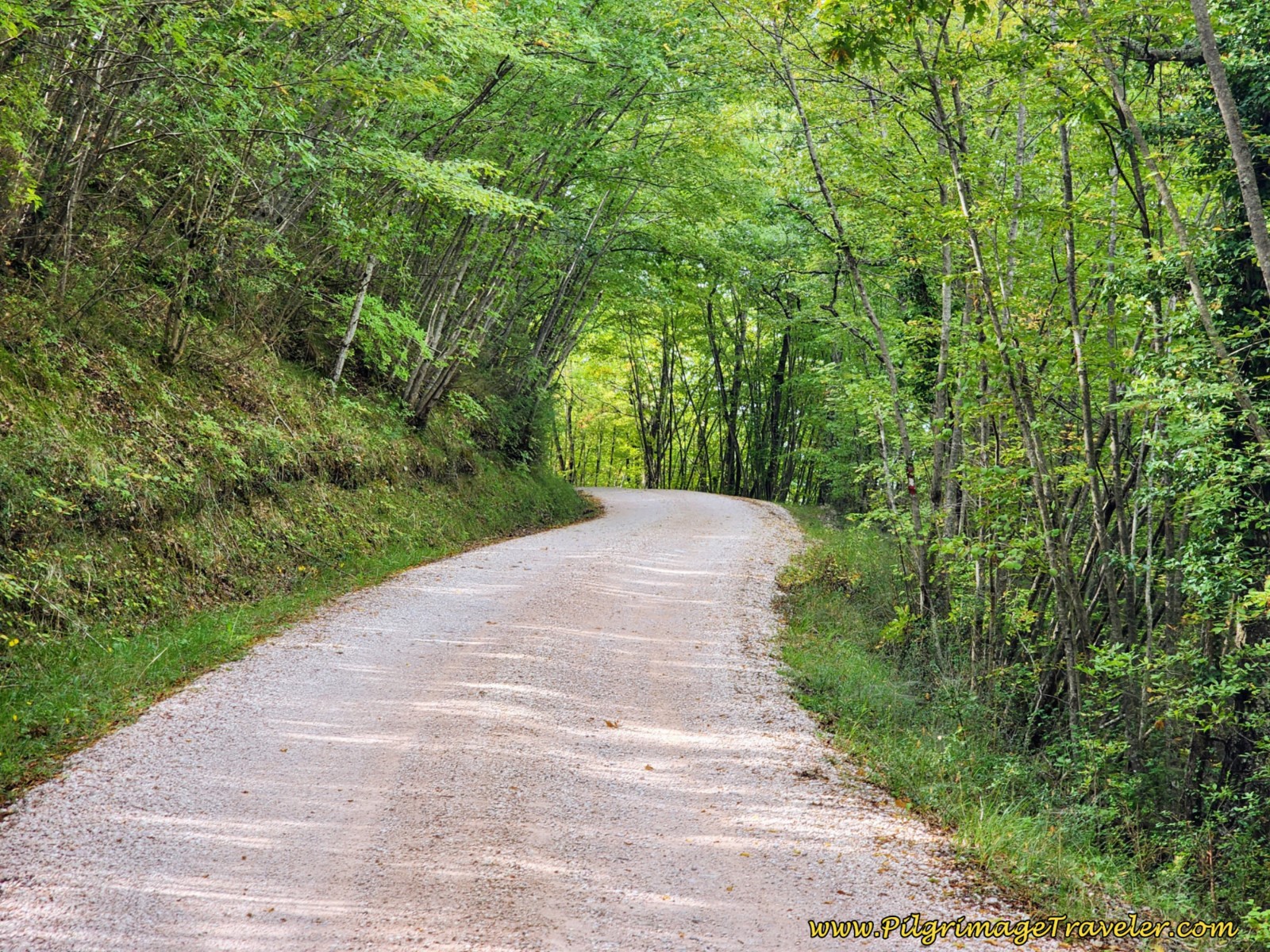 Cool Forest Walk After Shrine, day eight, Way of St. Francis, Gubbio to Biscina