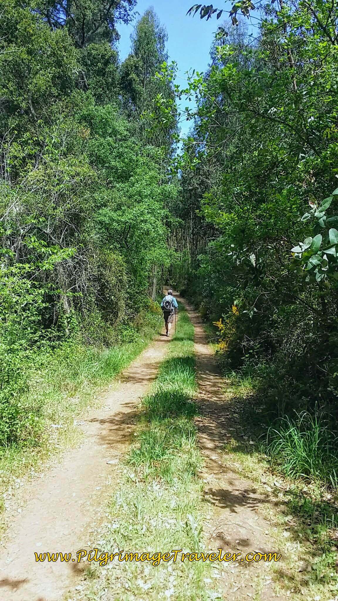 Another Ascent into the Forest Again on Tractor Lanes