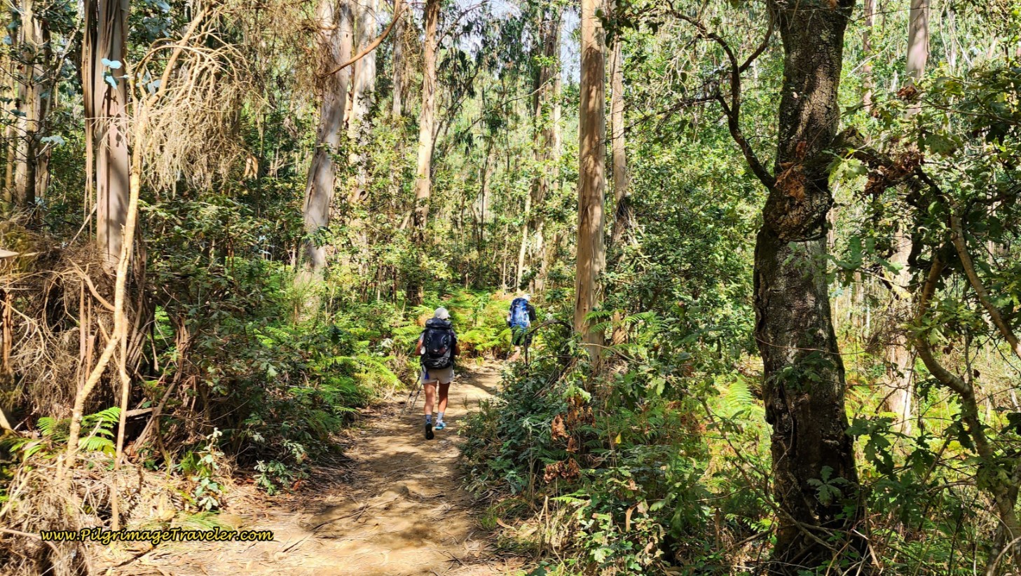 Follow Path Through Forest