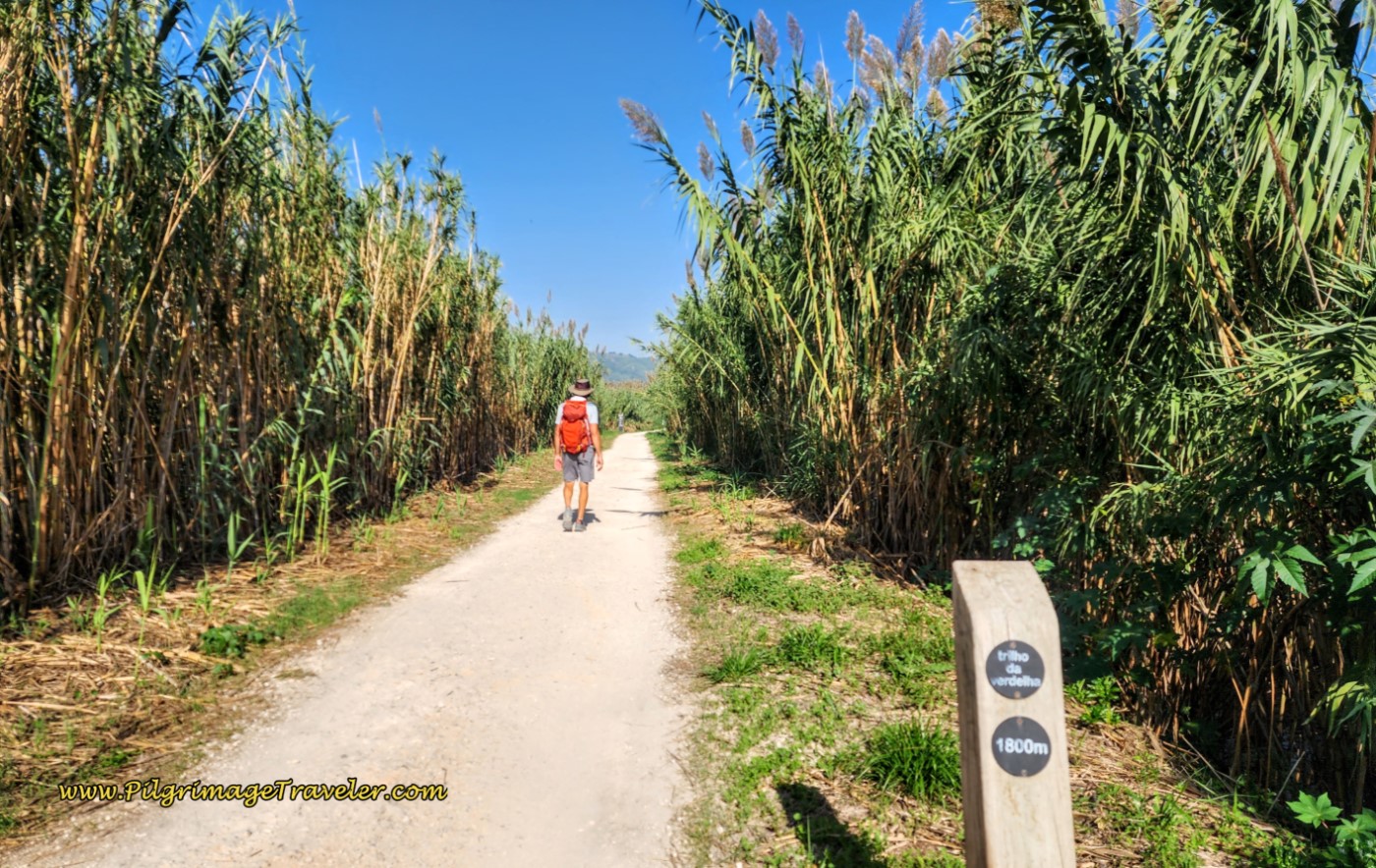 Path Shaded with Tall Ornamental Grass