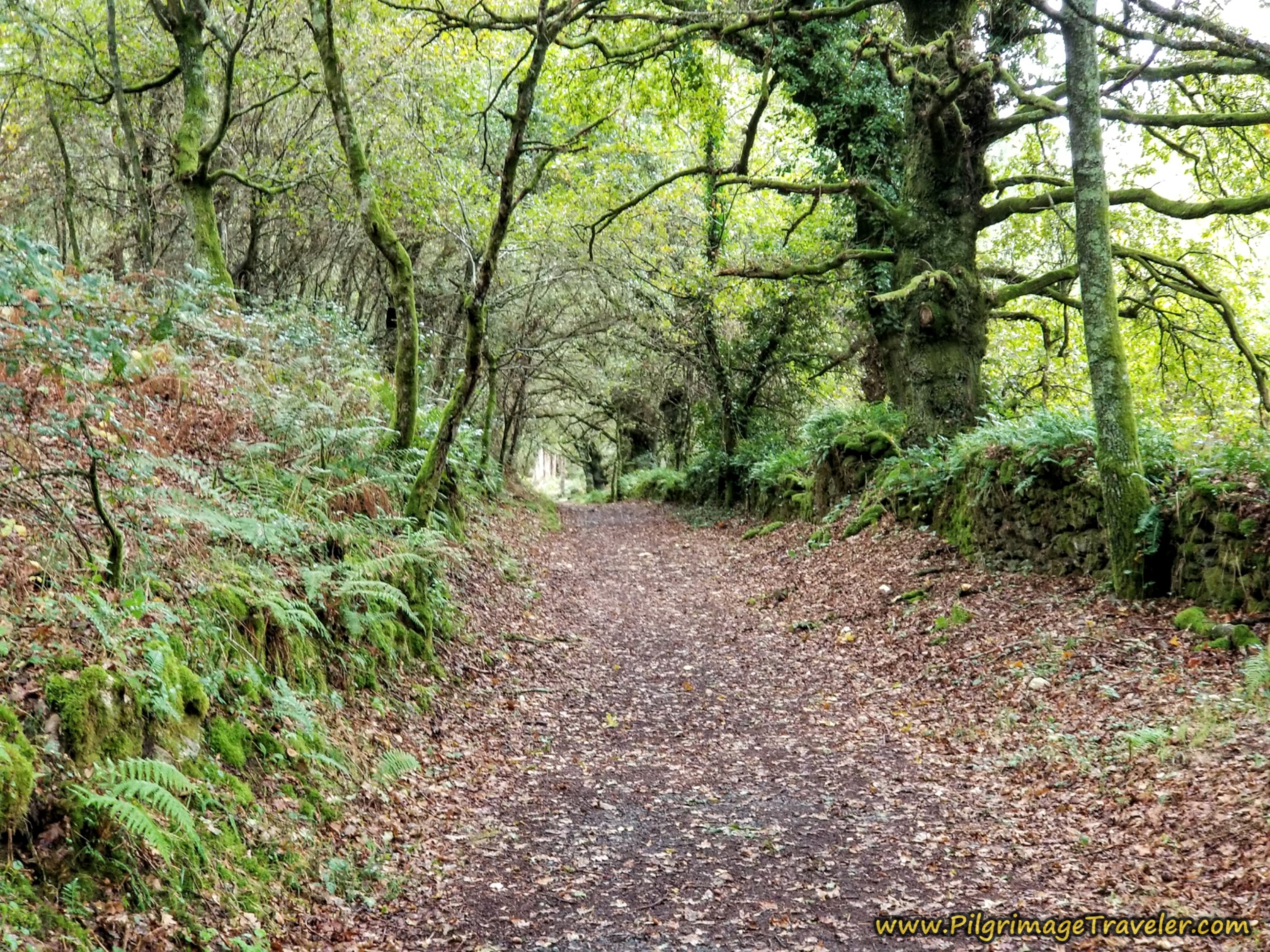 Short Forest Walk to Silleda Industrial Park
