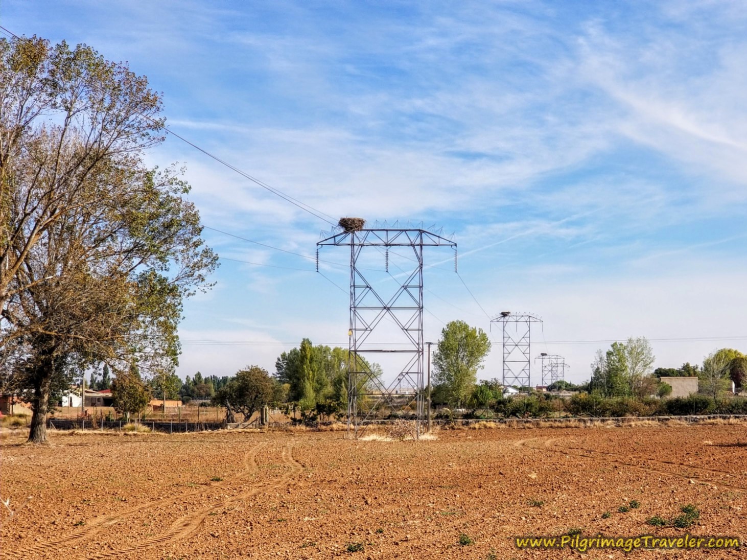 Storks Next on Every Power Pole