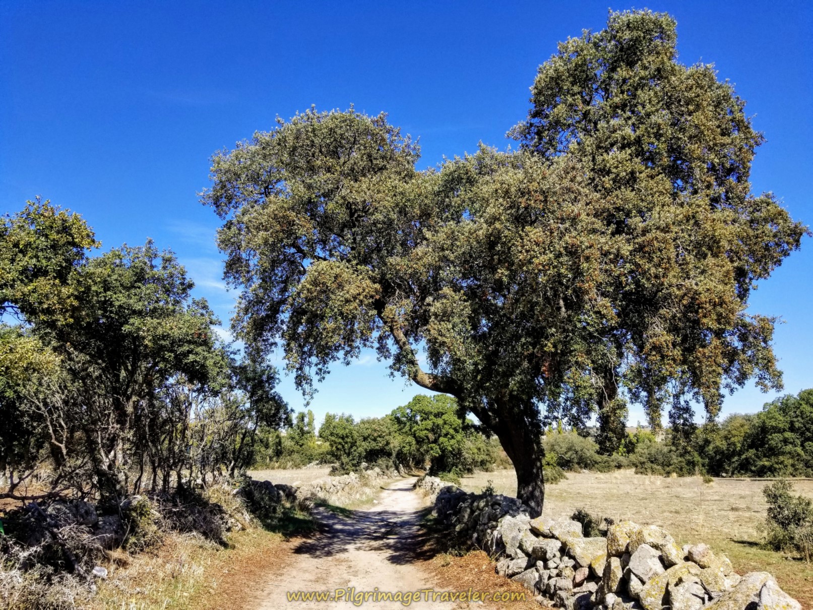 A mighty oak and walls line the Way on day one of the Camino Teresiano