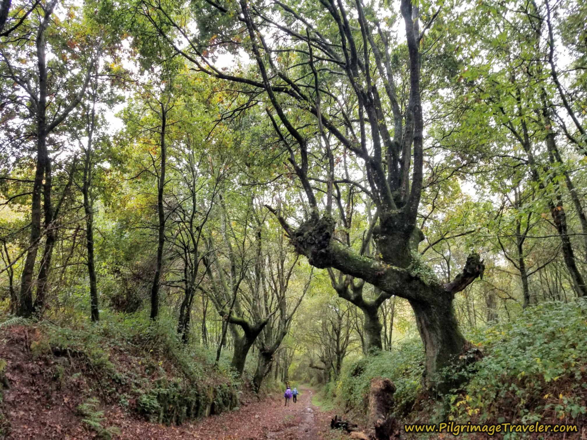 Enchanted Forest Section, Camino Sanabrés, Vilar de Barrio to Xunqueira de Ambía