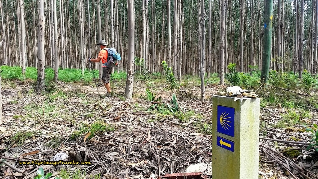 Quiet Eucalyptus Walk