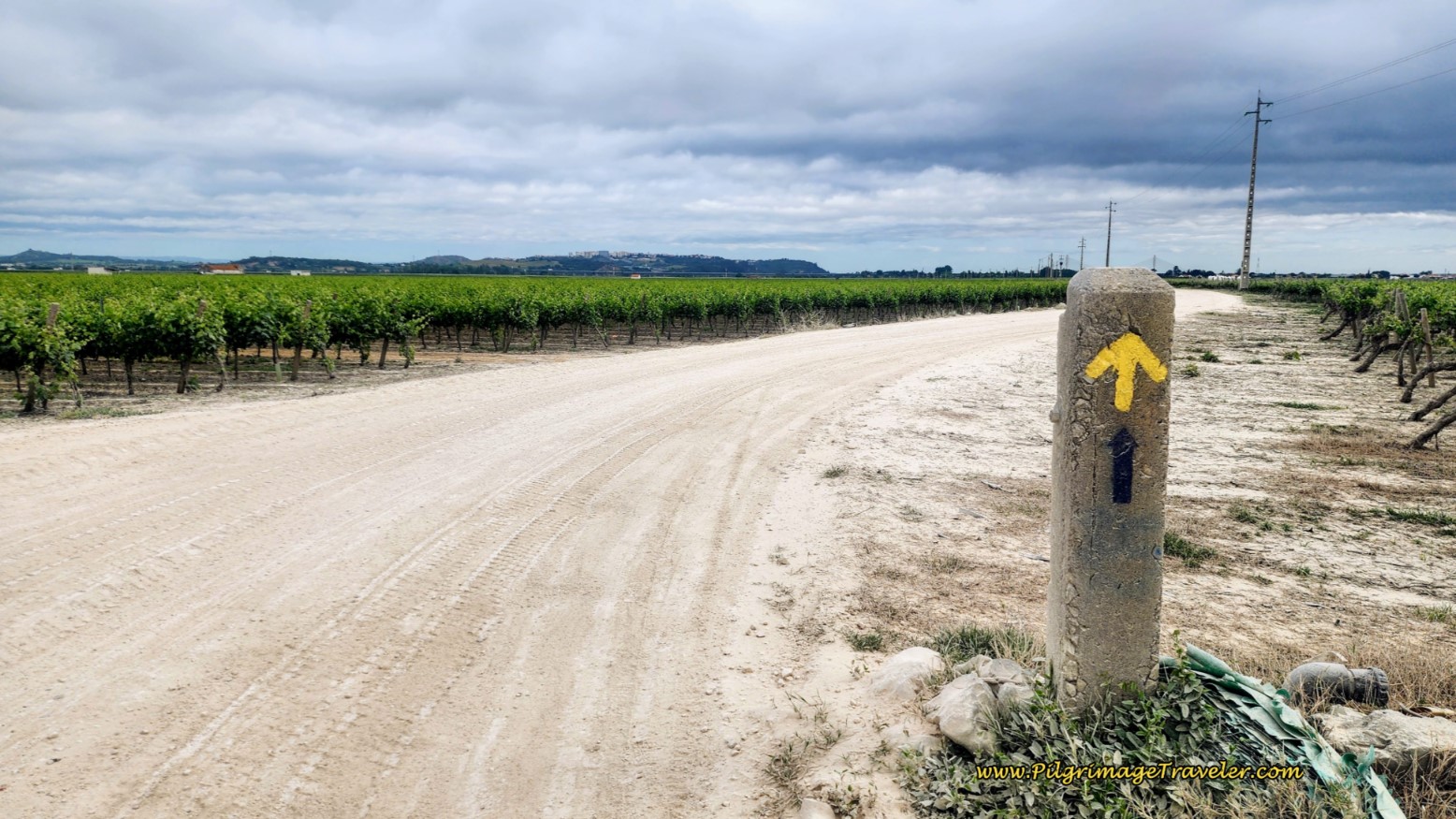 Endless Vineyards, with the Goal of Santarém Ahead on the Hill
