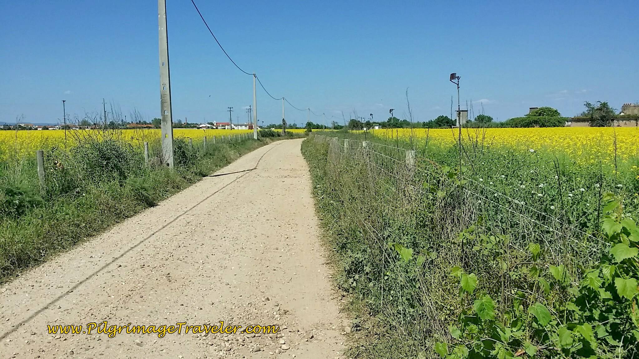 Fields of Gold, Rapeseed on the Camino Portugués