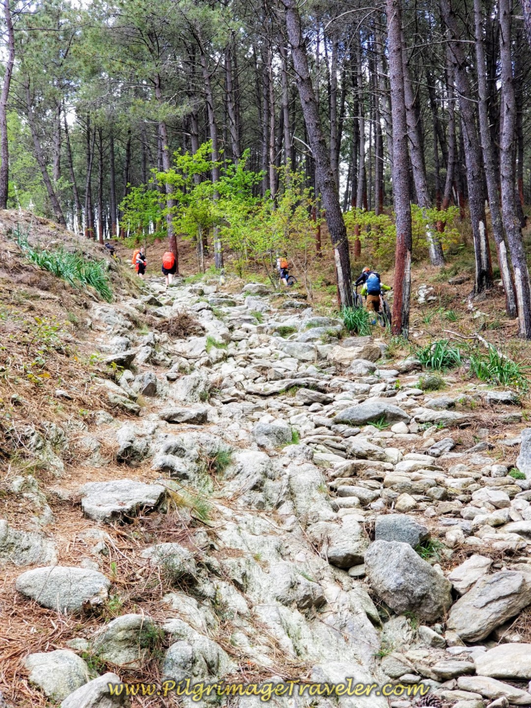 The Walk Up the Alto da Portela Grande on a Roman Road Camino Portugues, Central Route: Walking Up the Roman Road of the Alto da Portela Grande
