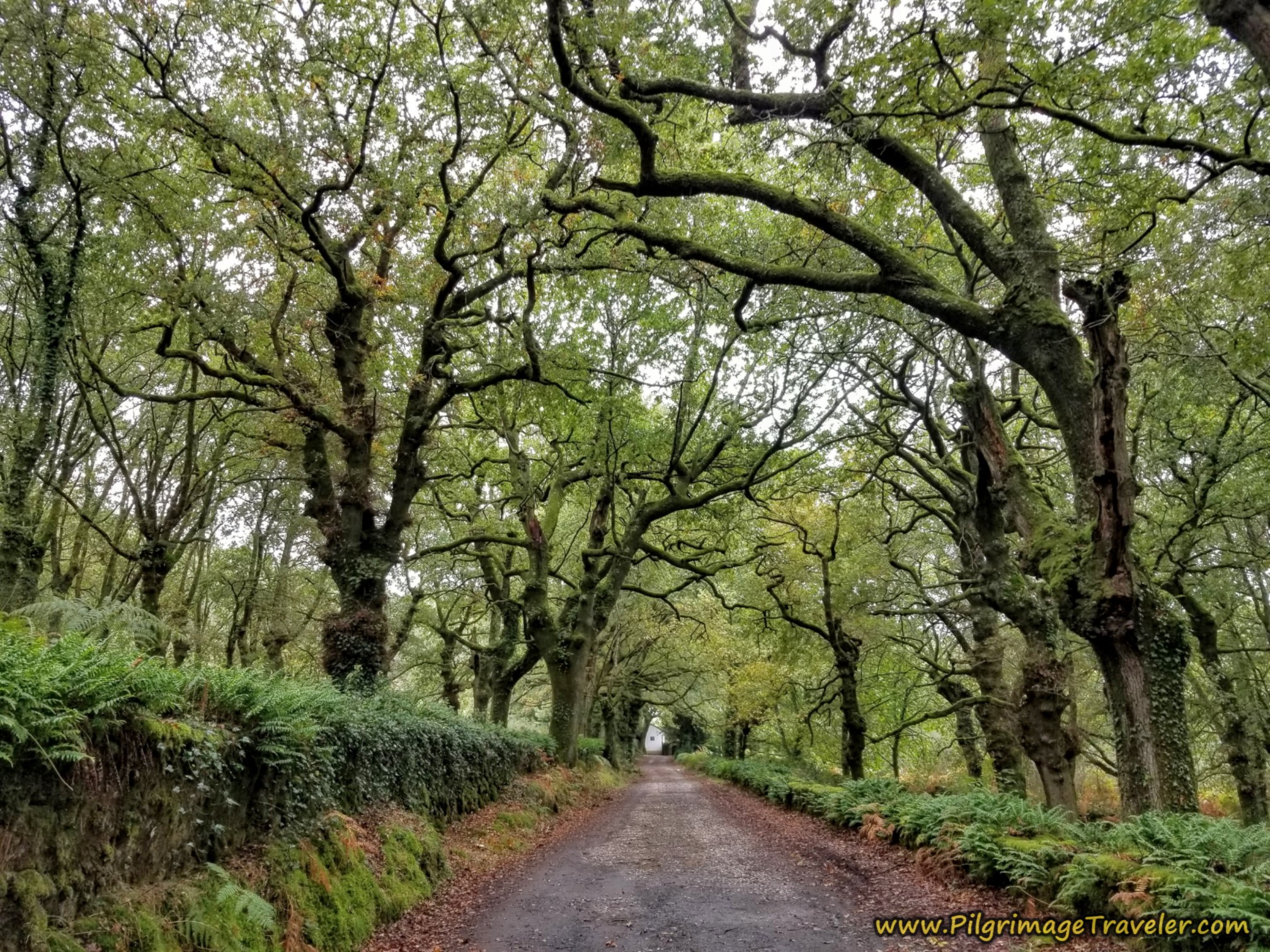 Return to Oak Forest, Camino Sanabrés, Estación de Lalín to Bandeira