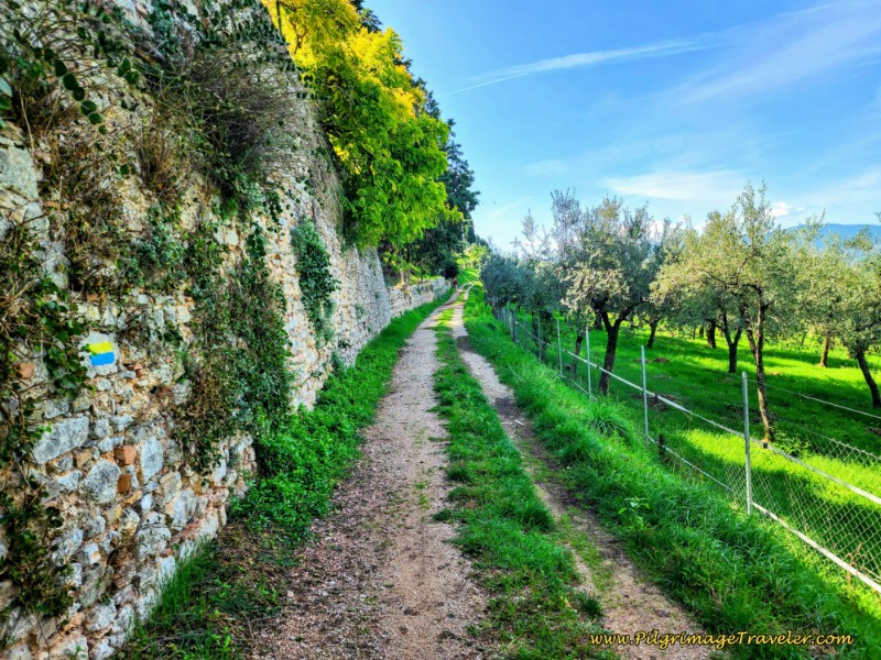 Way of St. Francis: Day Twelve, Spello to Trevi - Pleasant Walk Along High-Wallled Tractor Lane