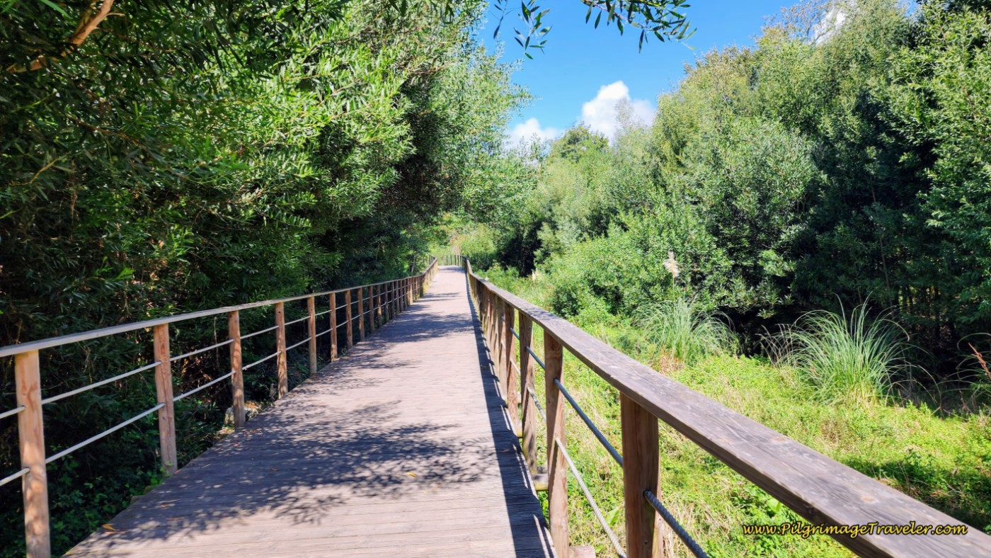Boardwalk Through Riparian Area