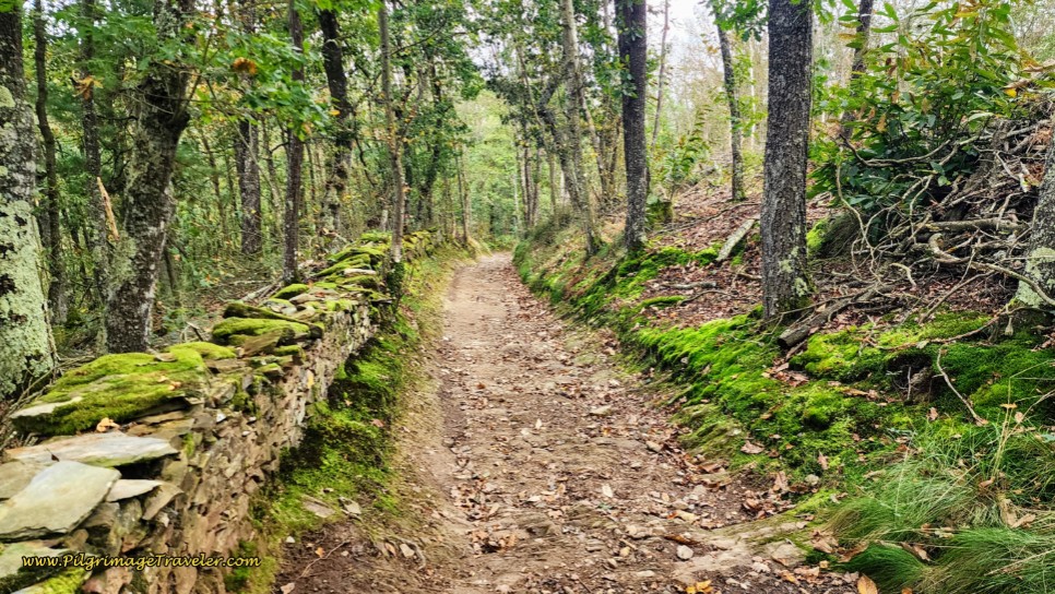 Into the Forest on the Road to Obona