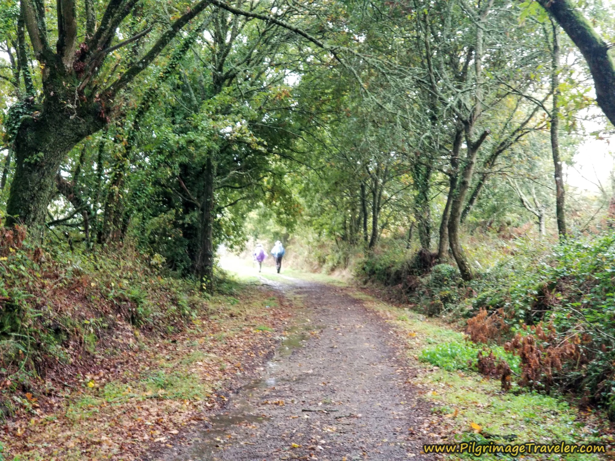 Final Path Through Forest