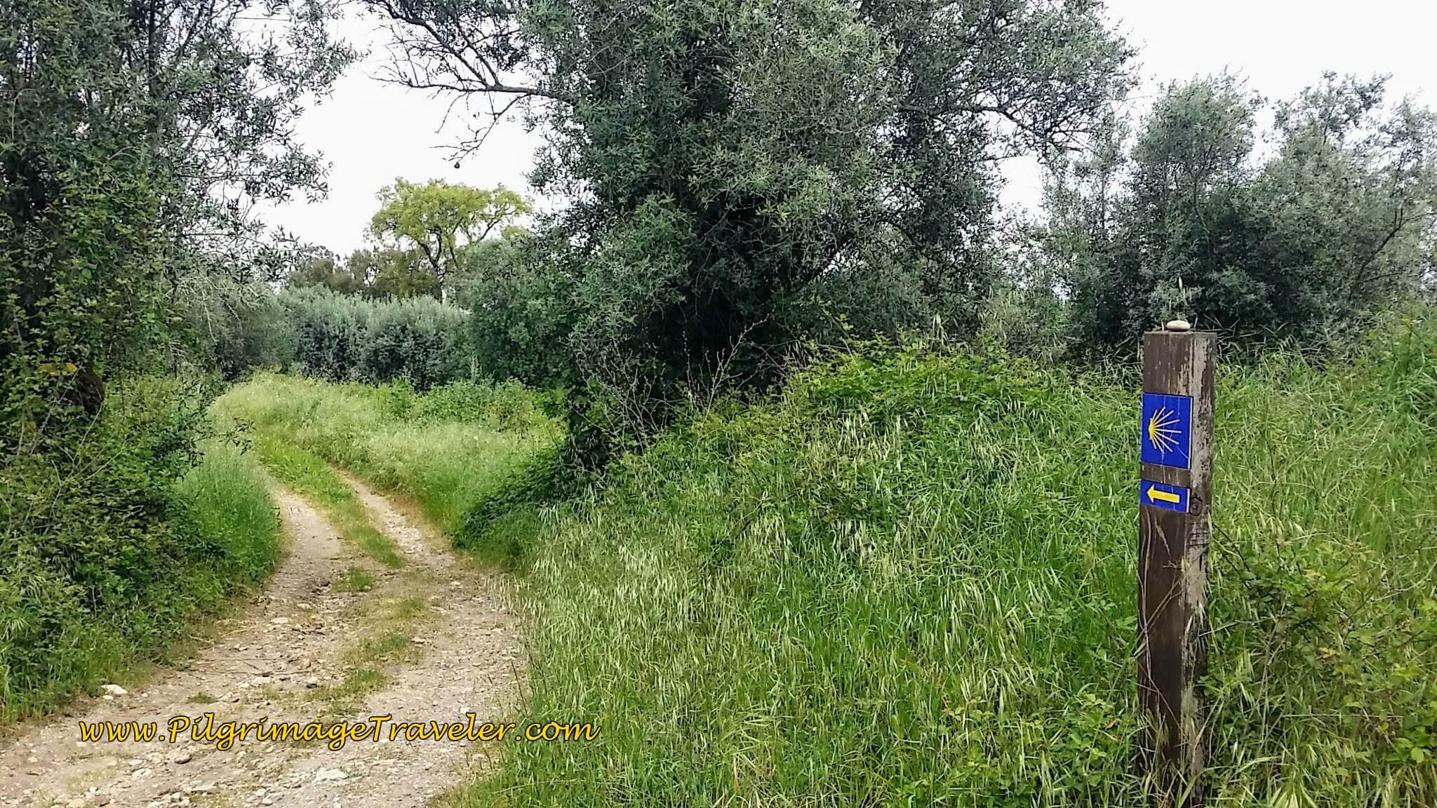 Follow Waymark and Turn Left on another Tractor Lane on Day Ten on the Camino Portugués