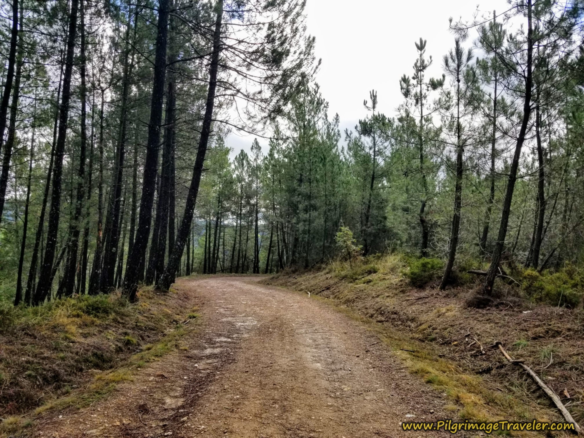 Winding Forest Road Descent