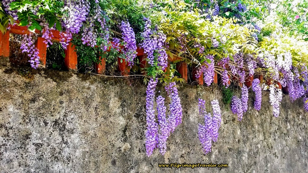 Wisteria Hangs From the Walls