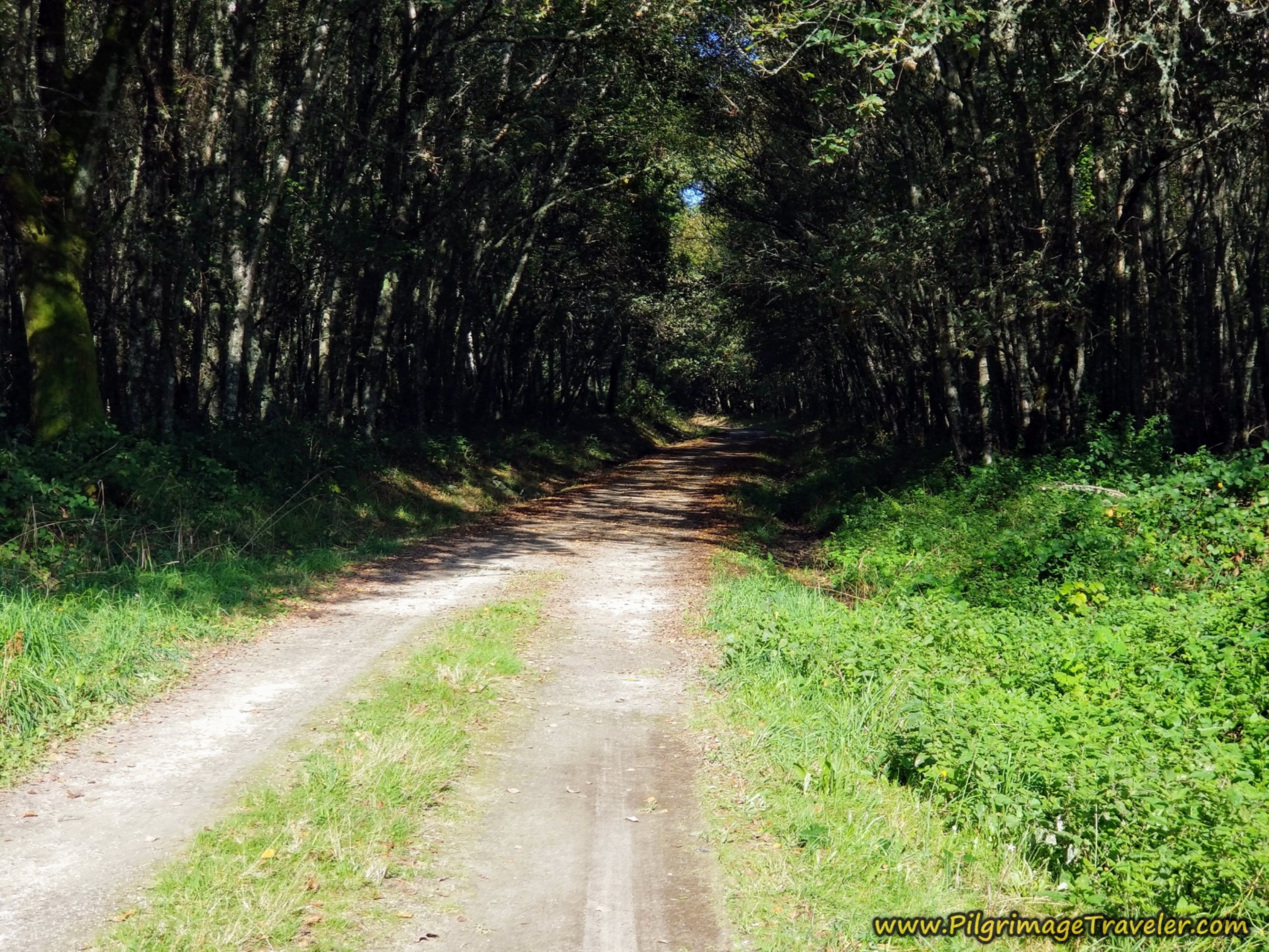 Wooded Lane Towards Sobreira