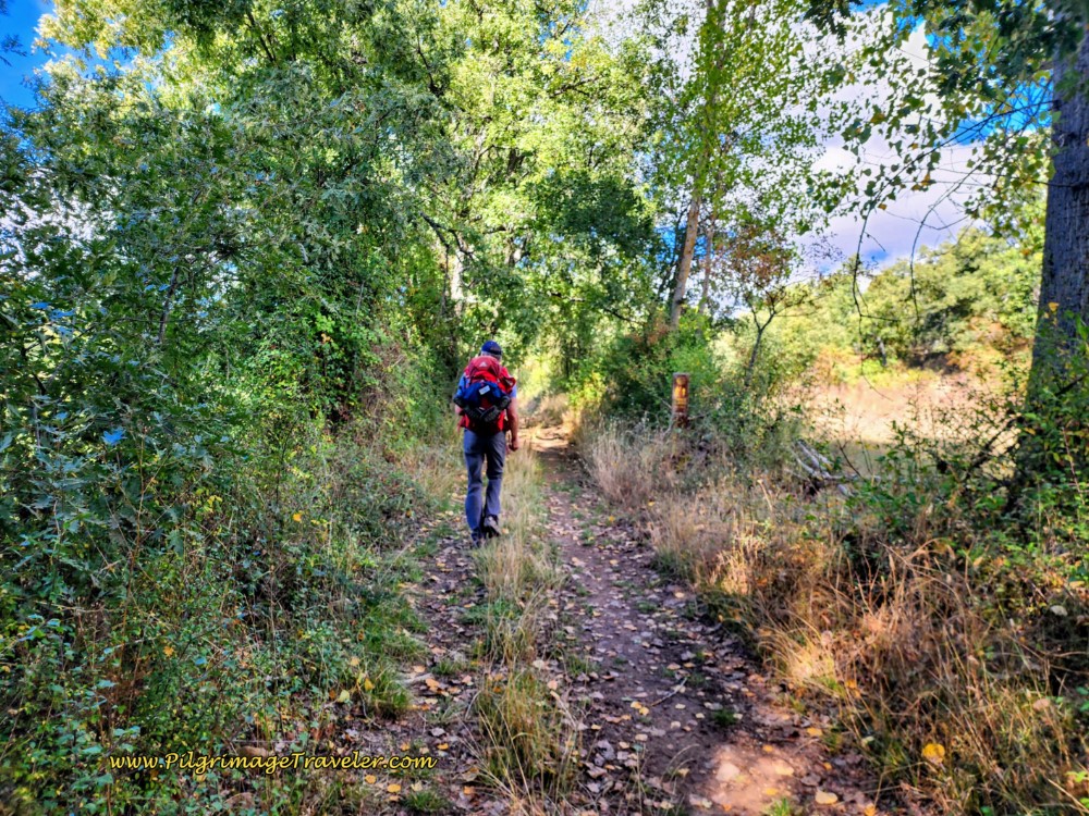 Delicious Wooded Path