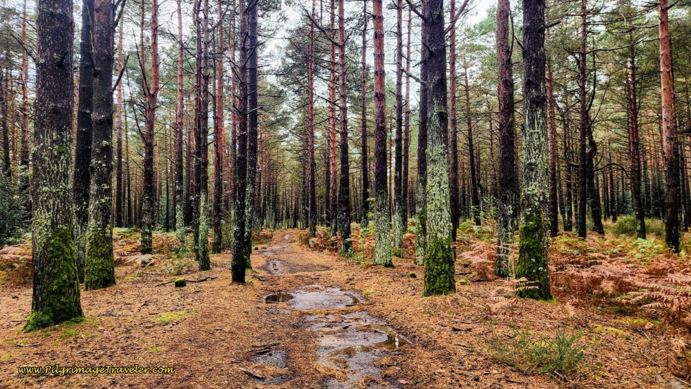 Walking Through Lush Forest 