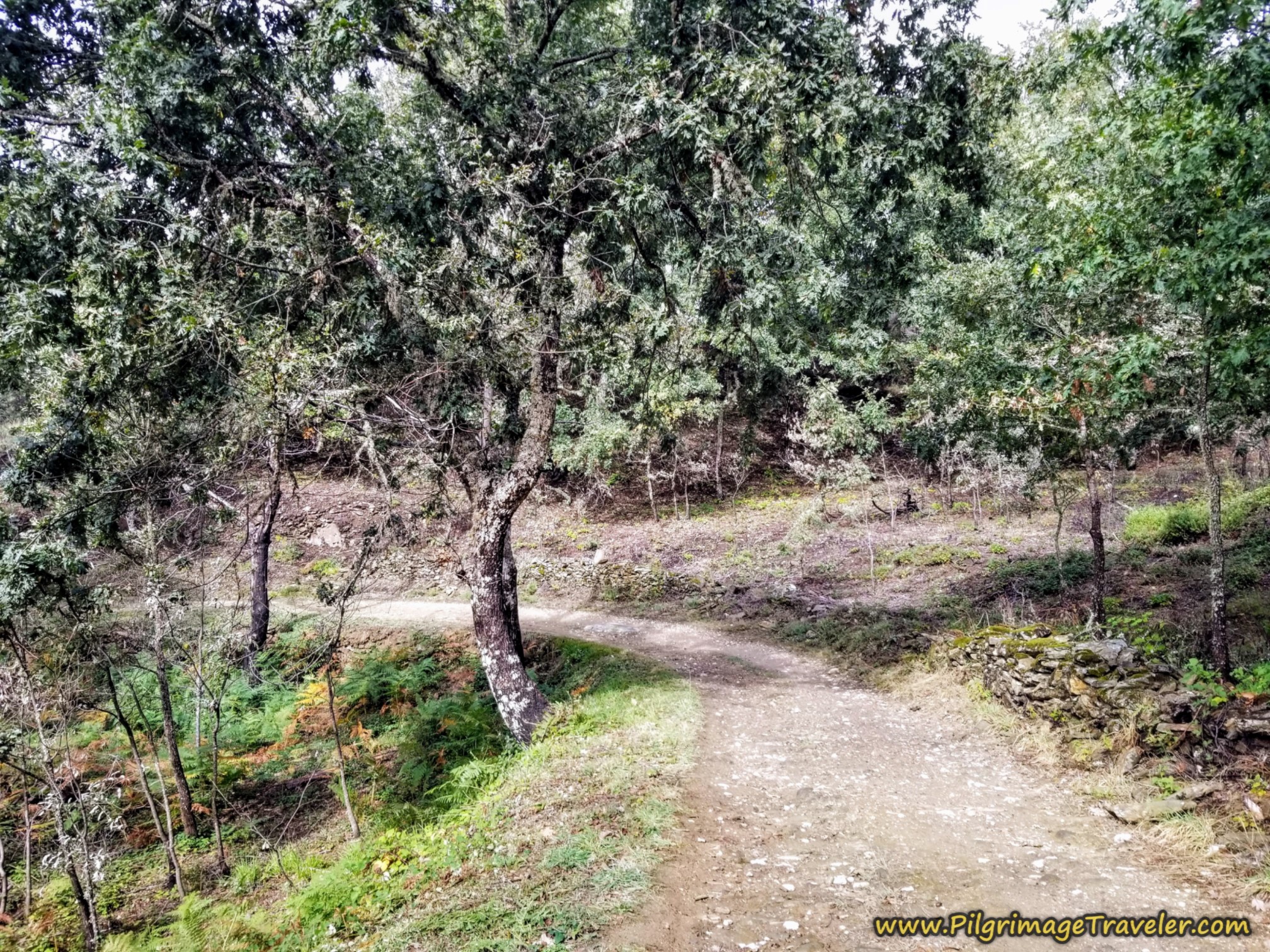 More Descent on Forest Road