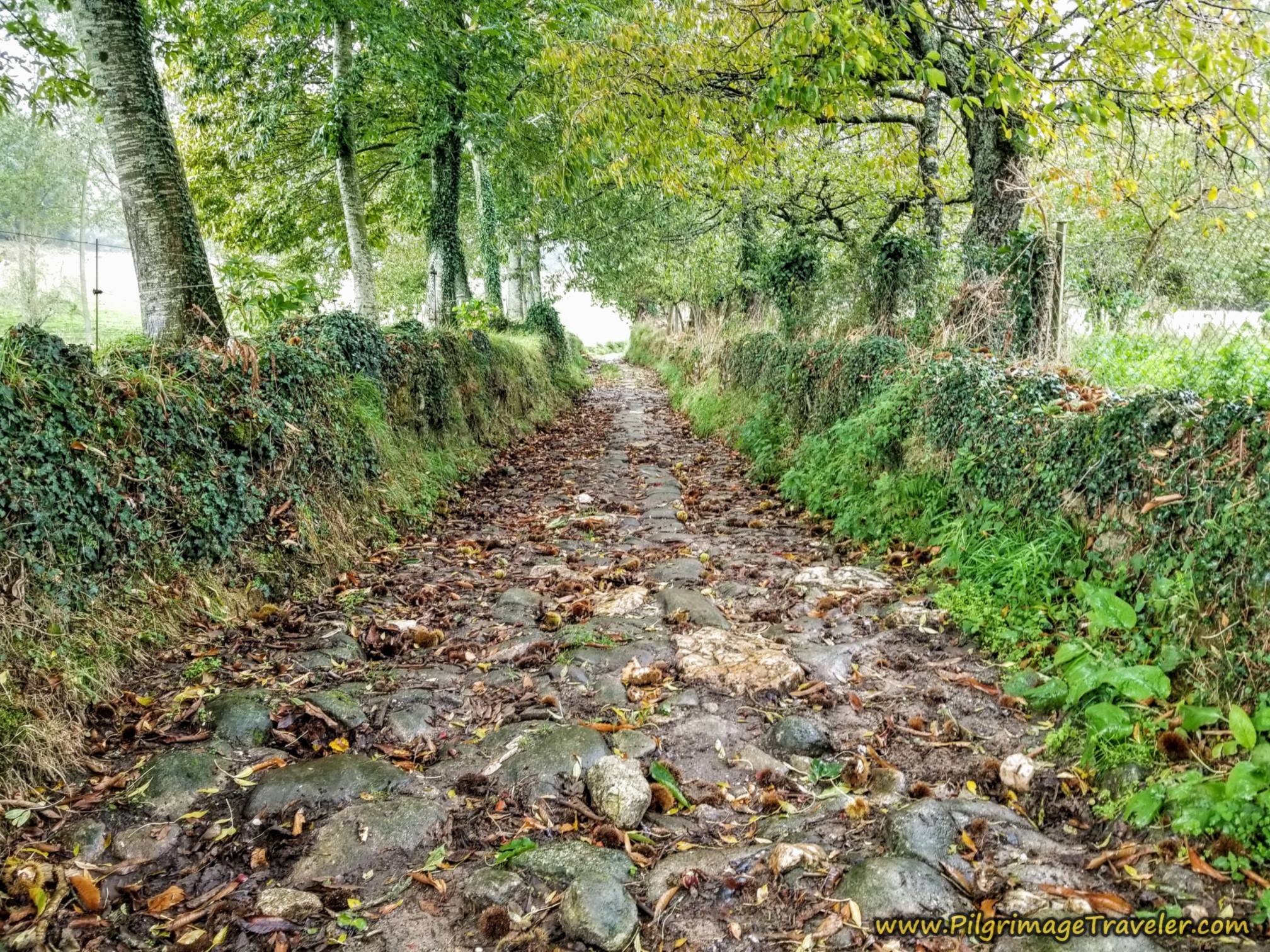 Section of Ancient Road