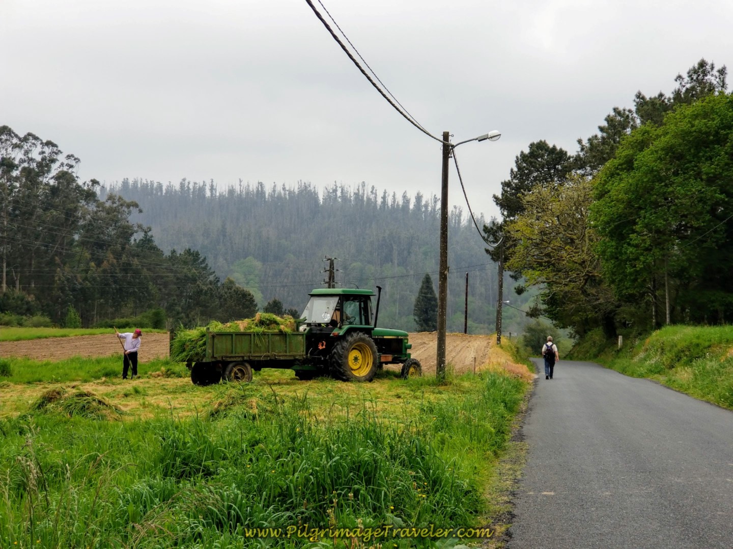 Spring Fodder Harvest on Day One, Camino Finisterre