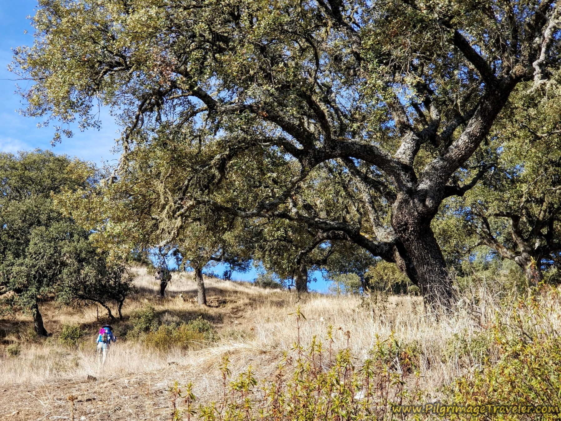 Evergreen Oak Forest