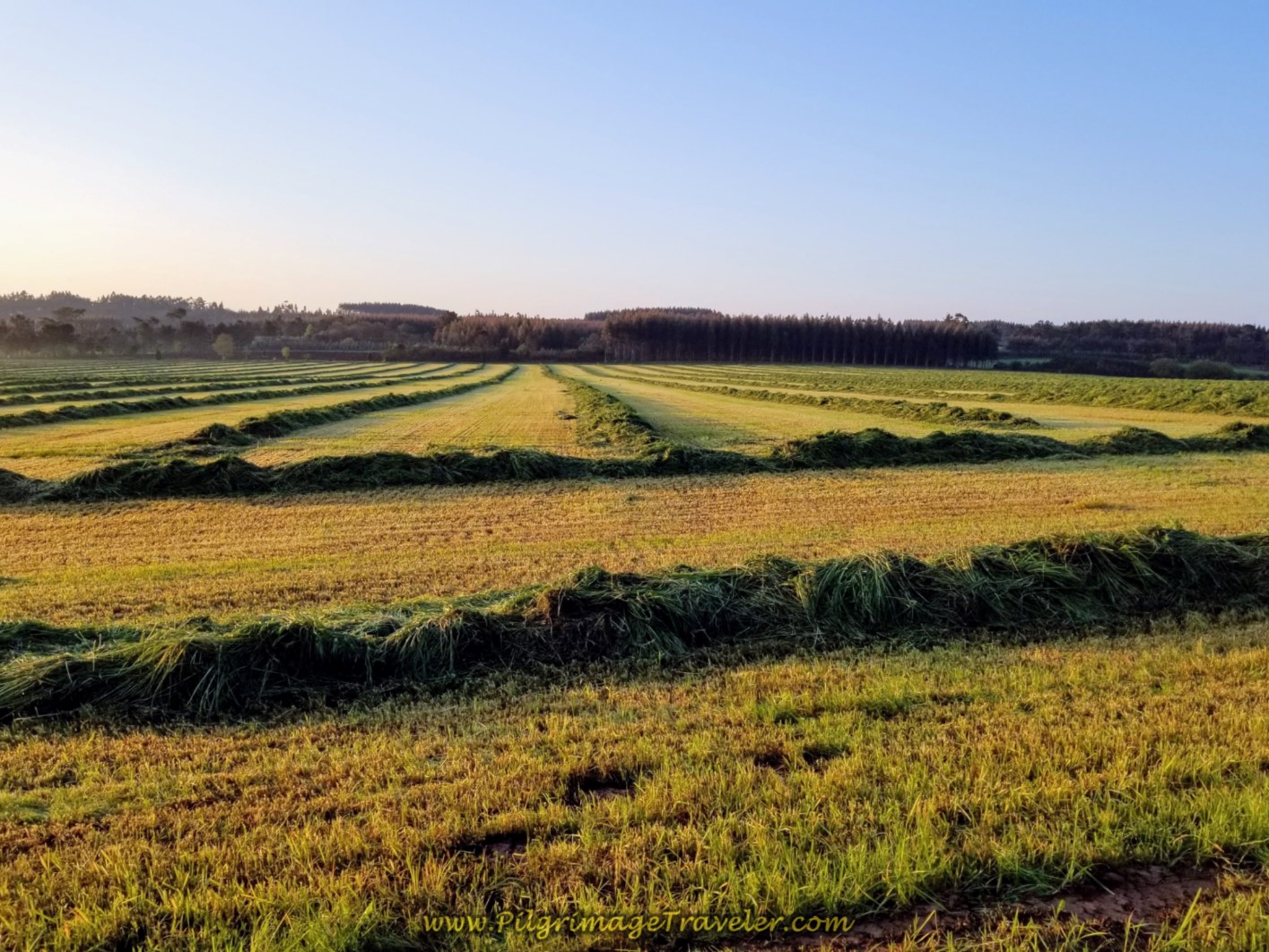 Beautiful Hay Fields in Morning Light on day seven of the Camino Inglés