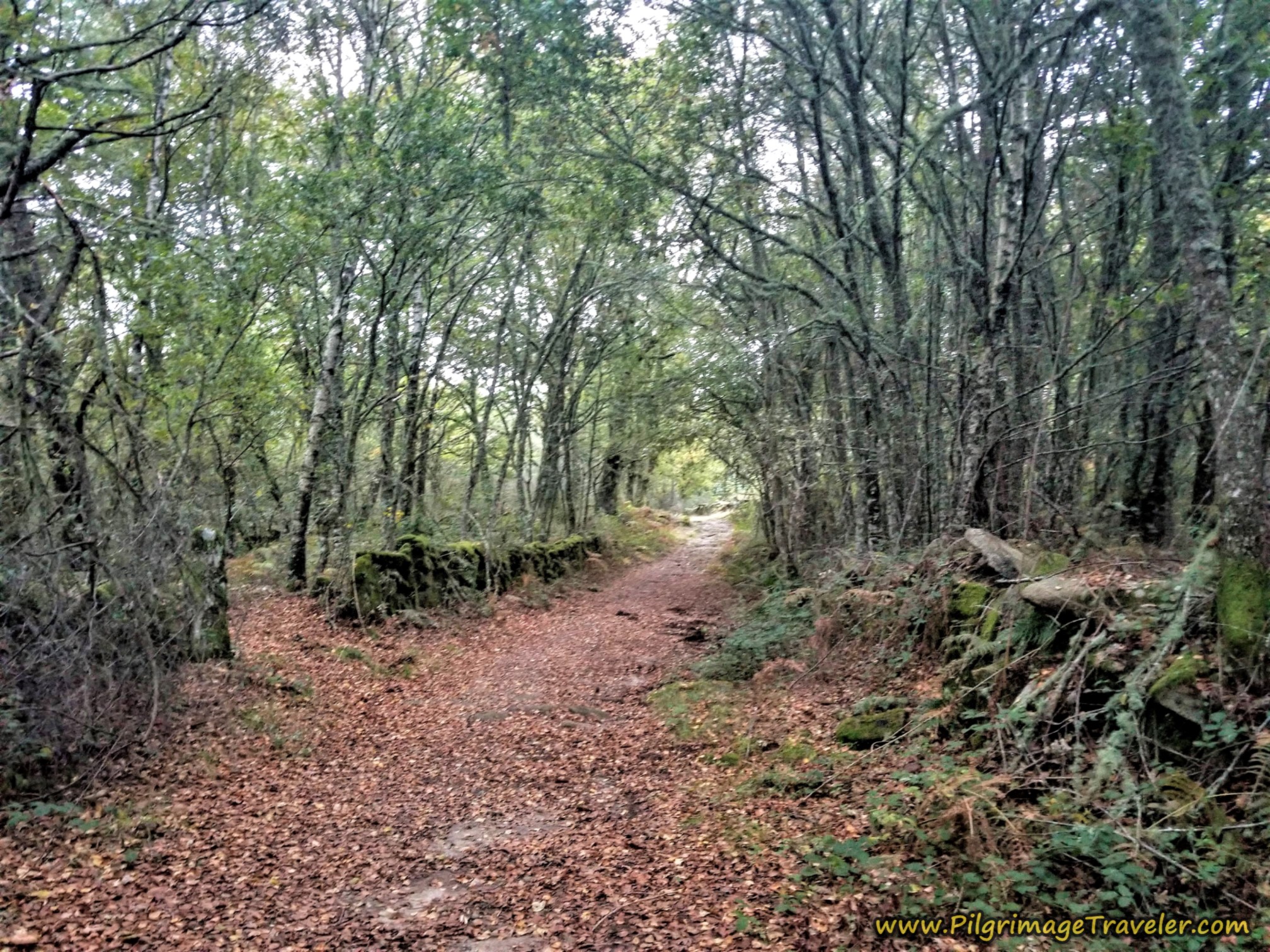 Deep Into the Forest