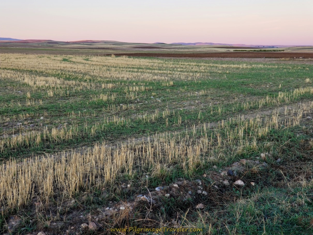 Surrounded by Grass Fields